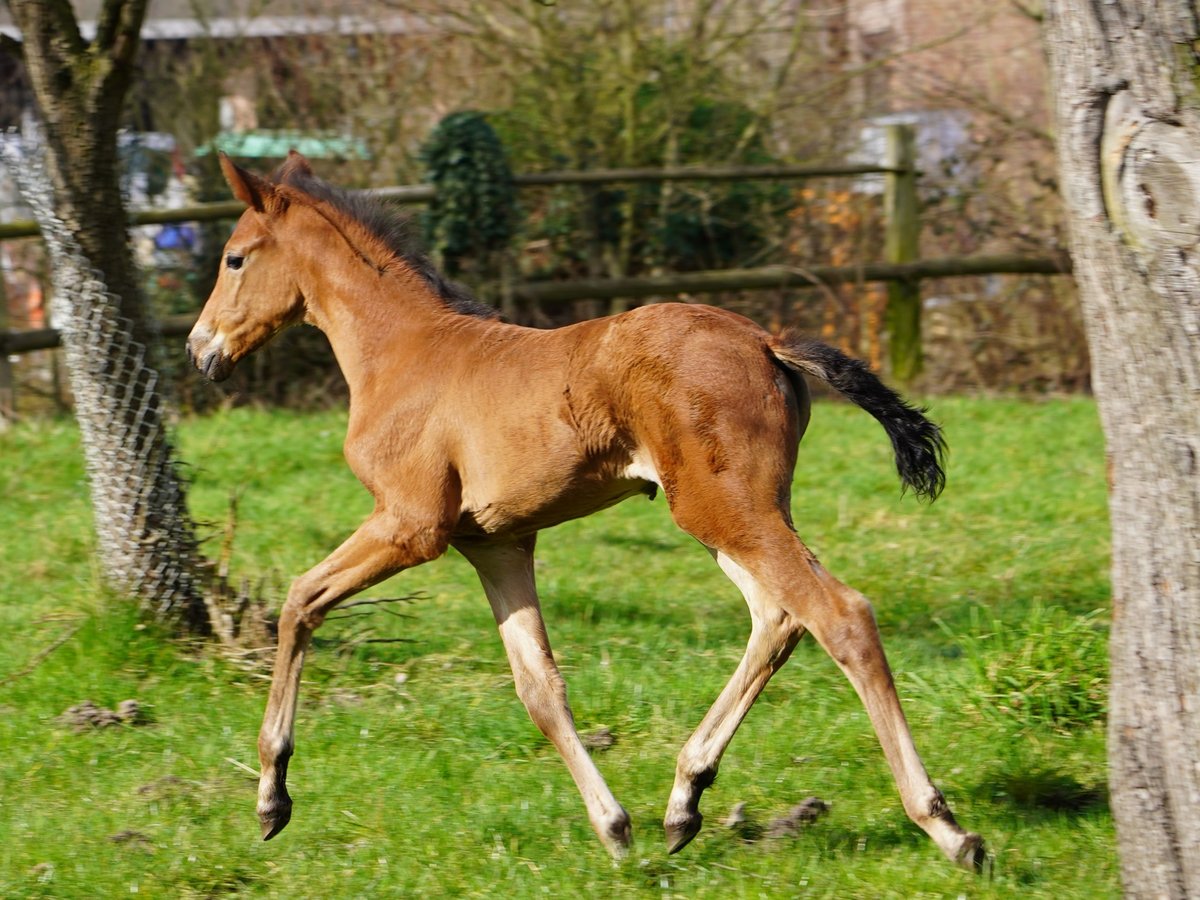 Westphalian Mare 1 year Brown in Hamm