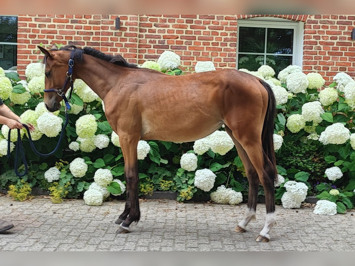 Westphalian Mare 1 year Brown in Selm