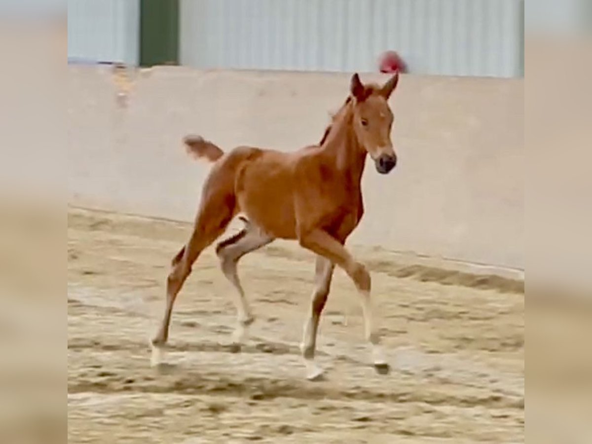 Westphalian Mare 1 year Chestnut in Lindlar