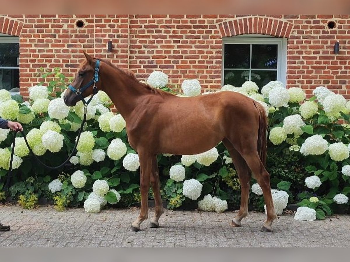 Westphalian Mare 1 year Chestnut in Selm