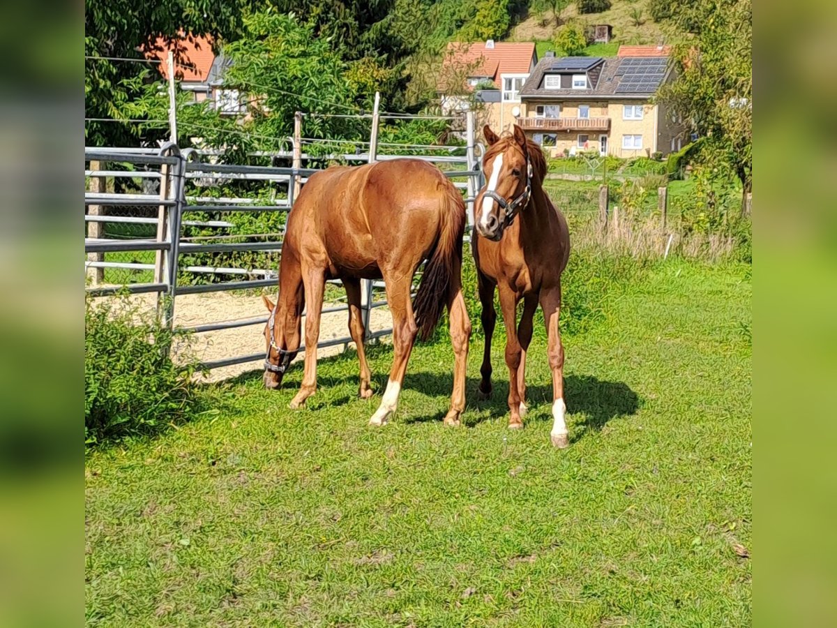 Westphalian Mare 1 year Chestnut-Red in Borchen