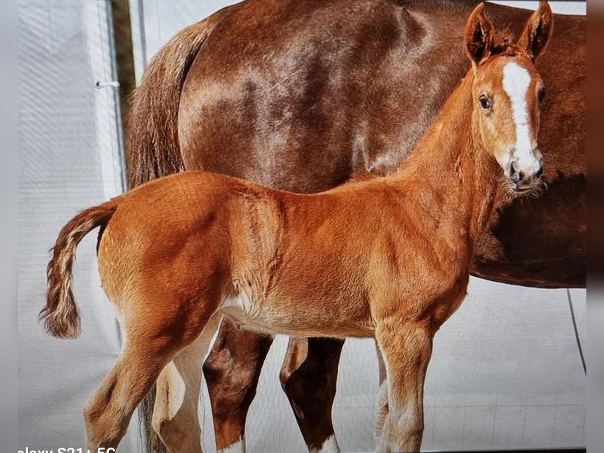 Westphalian Mare 1 year Chestnut-Red in Dornburg