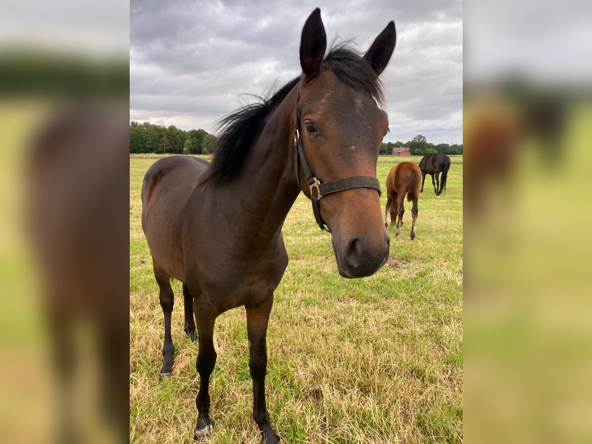 Westphalian Mare 1 year in Recke