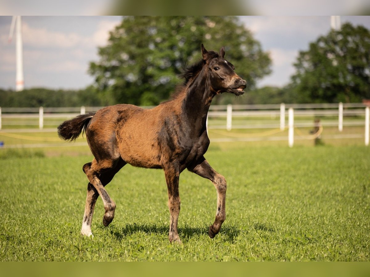 Westphalian Mare 1 year in Rheine