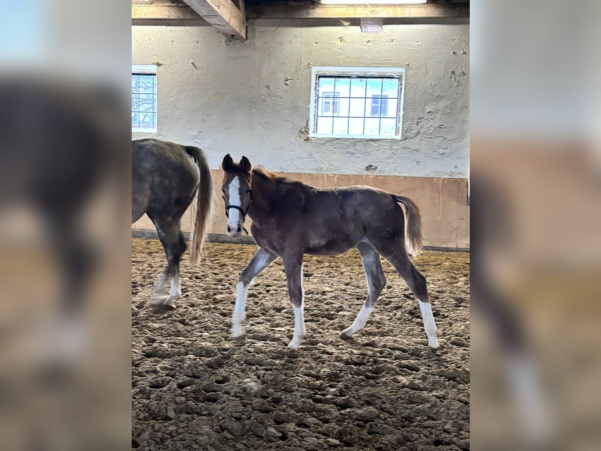 Westphalian Mare 1 year Gray in Brakel