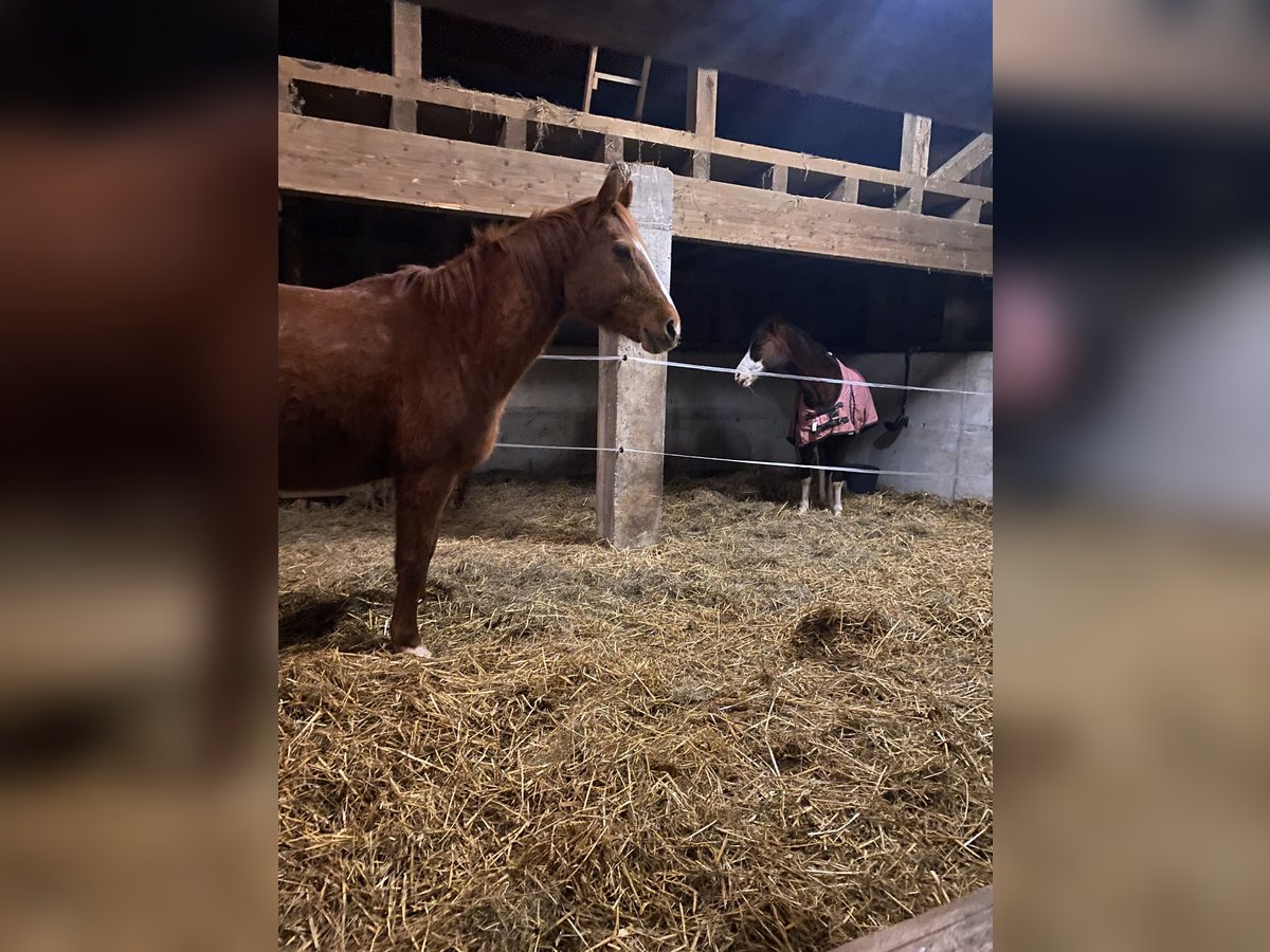 Westphalian Mare 20 years 16,2 hh Chestnut-Red in Wald-Michelbach