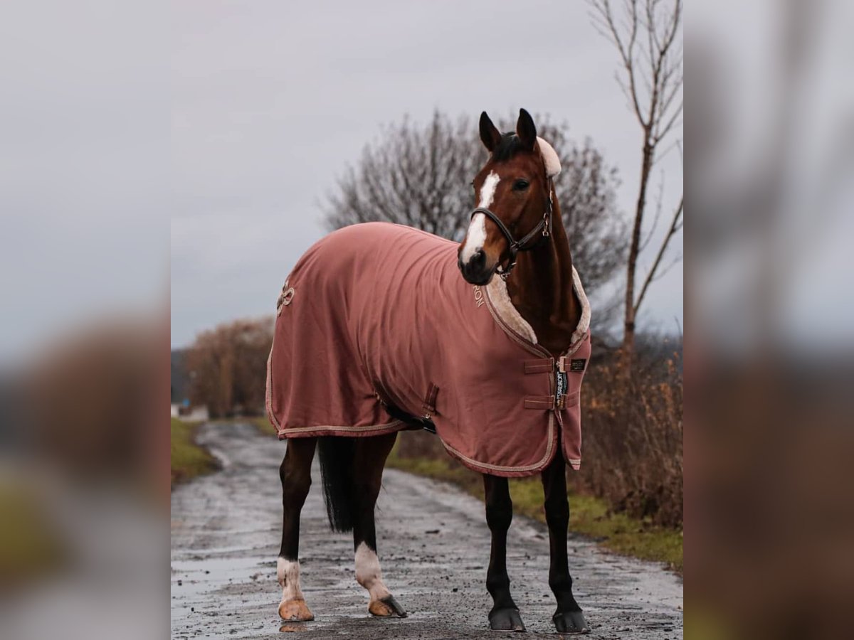 Westphalian Mare 20 years 16 hh Brown in Laer