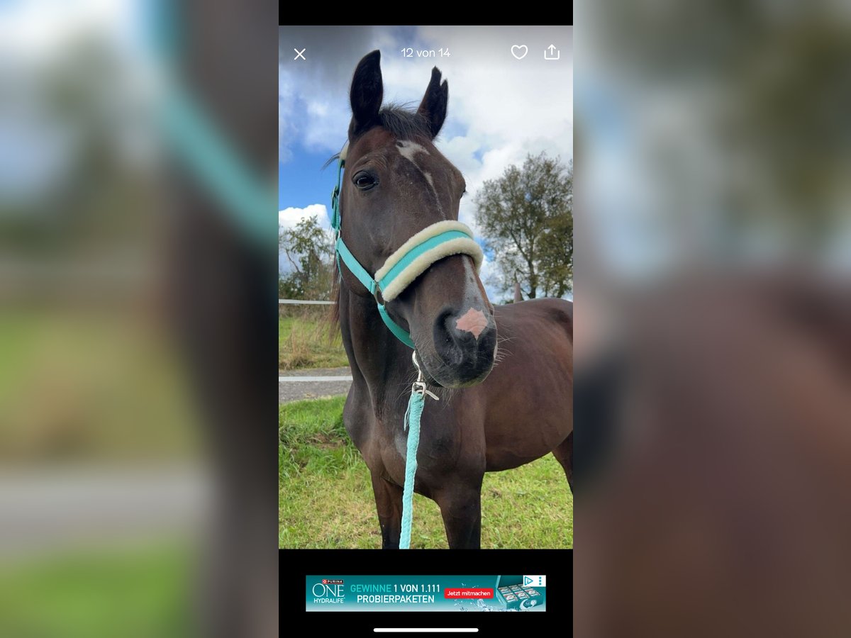 Westphalian Mare 21 years 15 hh Brown in Selters