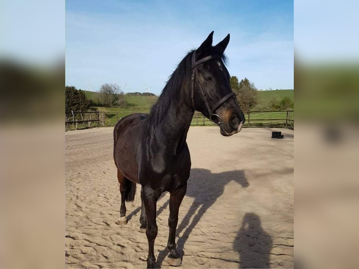 Westphalian Mare 21 years 16 hh Bay-Dark in Prüm