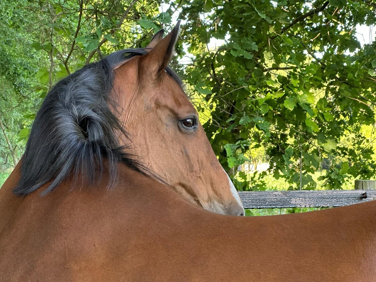 Westphalian Mare 21 years 16 hh Brown in Damme