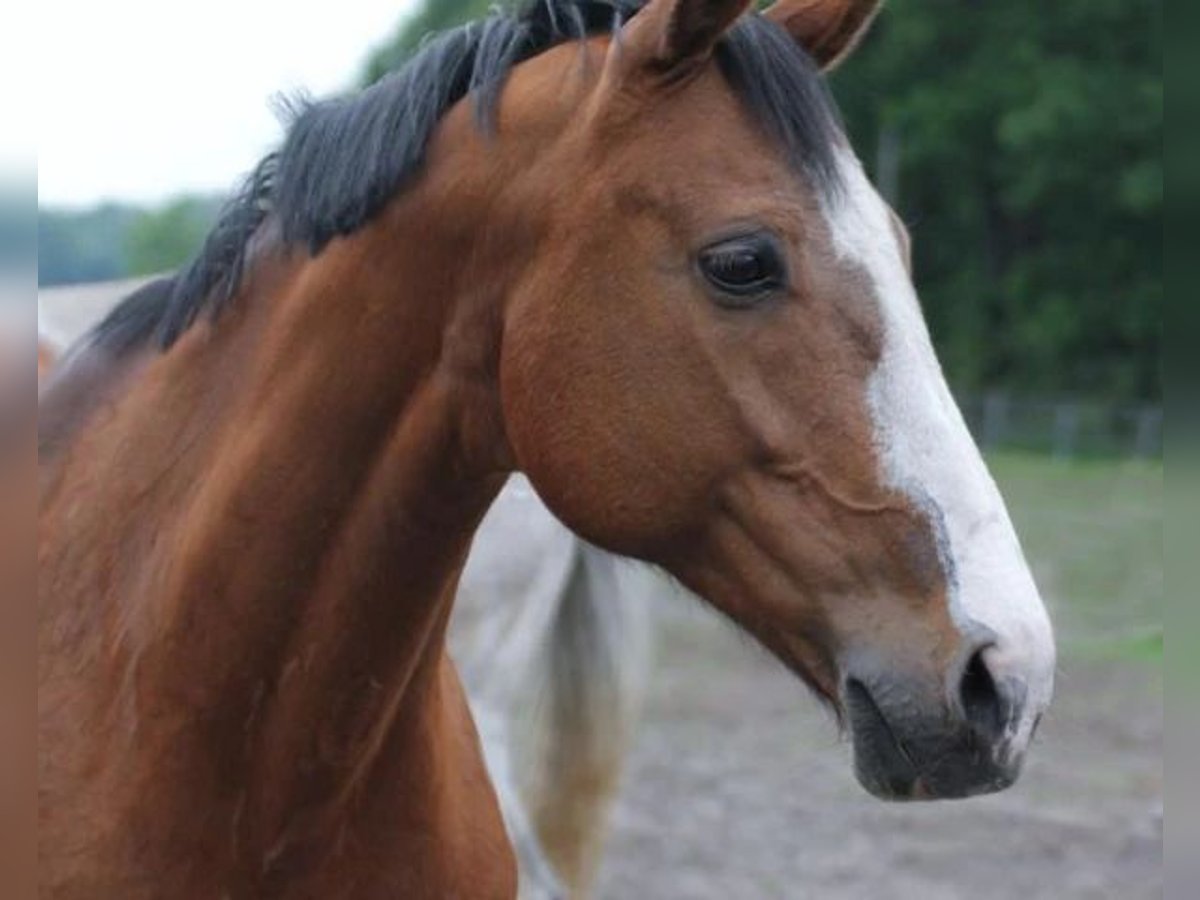 Westphalian Mare 22 years 16,3 hh Brown in Halle