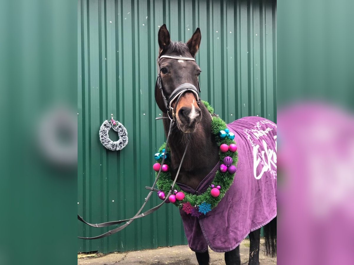 Westphalian Mare 23 years 16 hh Bay-Dark in Mengerskirchen
