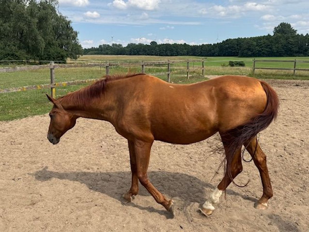 Westphalian Mare 23 years 16,1 hh Chestnut-Red in Goldenbow
