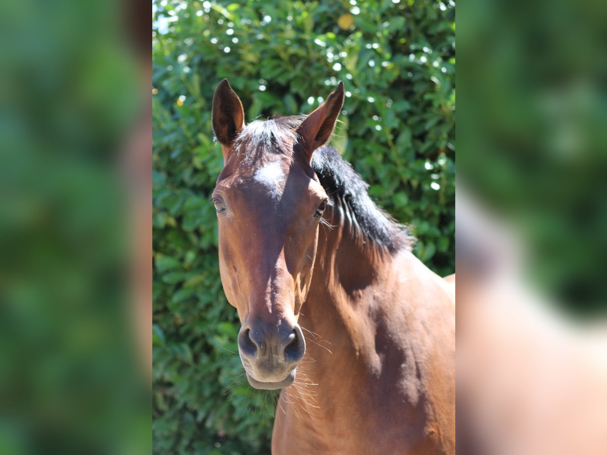 Westphalian Mare 24 years 16 hh Brown in Engen