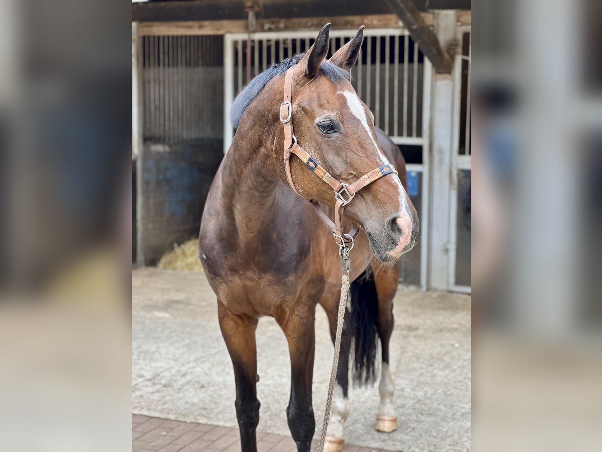 Westphalian Mare 24 years 16 hh Brown in Telgte