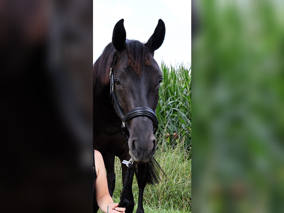 Westphalian Mare 2 years 15,3 hh Smoky-Black in Wadersloh