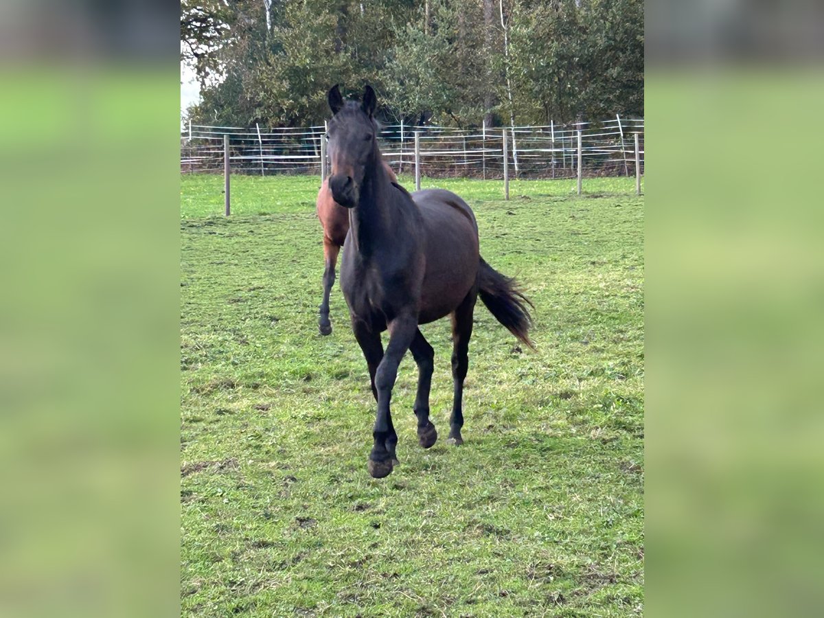 Westphalian Mare 2 years 15,2 hh Bay-Dark in Schermbeck Westphalian Mare 2 years 15,2 hh Bay-Dark in Schermbeck
