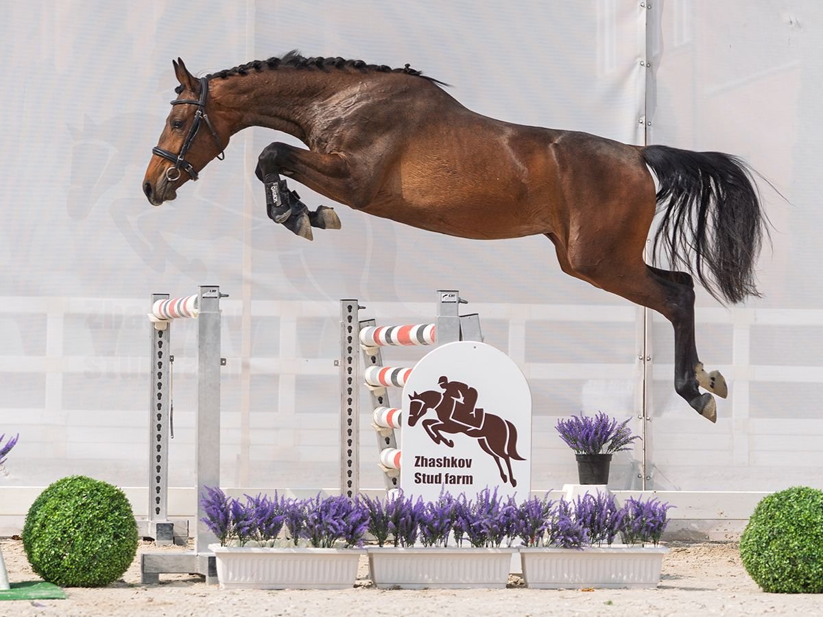 Westphalian Mare 2 years 15,2 hh Brown in M&#xFC;nster Handorf
