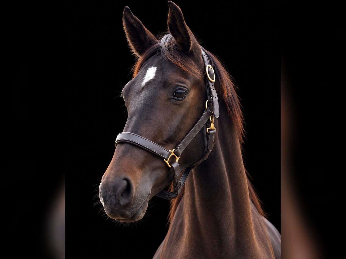 Westphalian, Mare in Round Hill