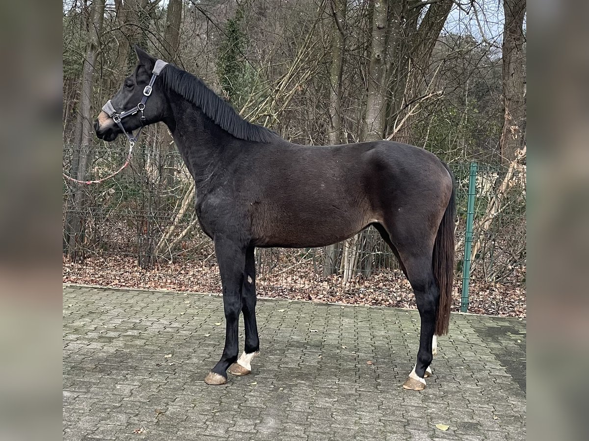 Westphalian Mare 2 years 16,1 hh Bay-Dark in Verl