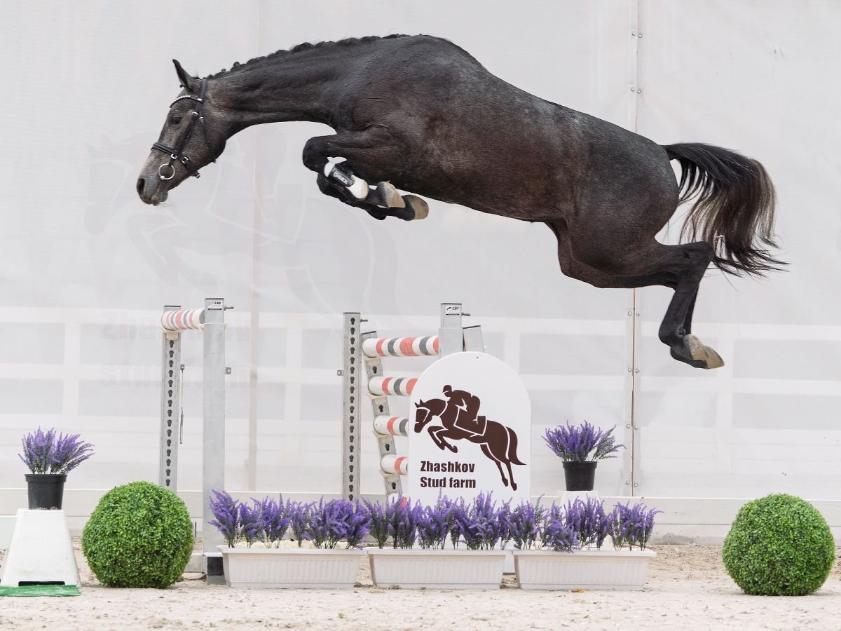 Westphalian Mare 2 years 16,1 hh Gray in M&#xFC;nster Handorf