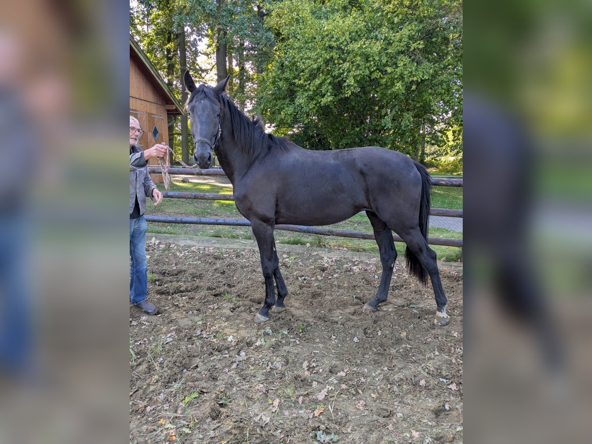 Westphalian Mare 2 years 16,2 hh Black in Vreden