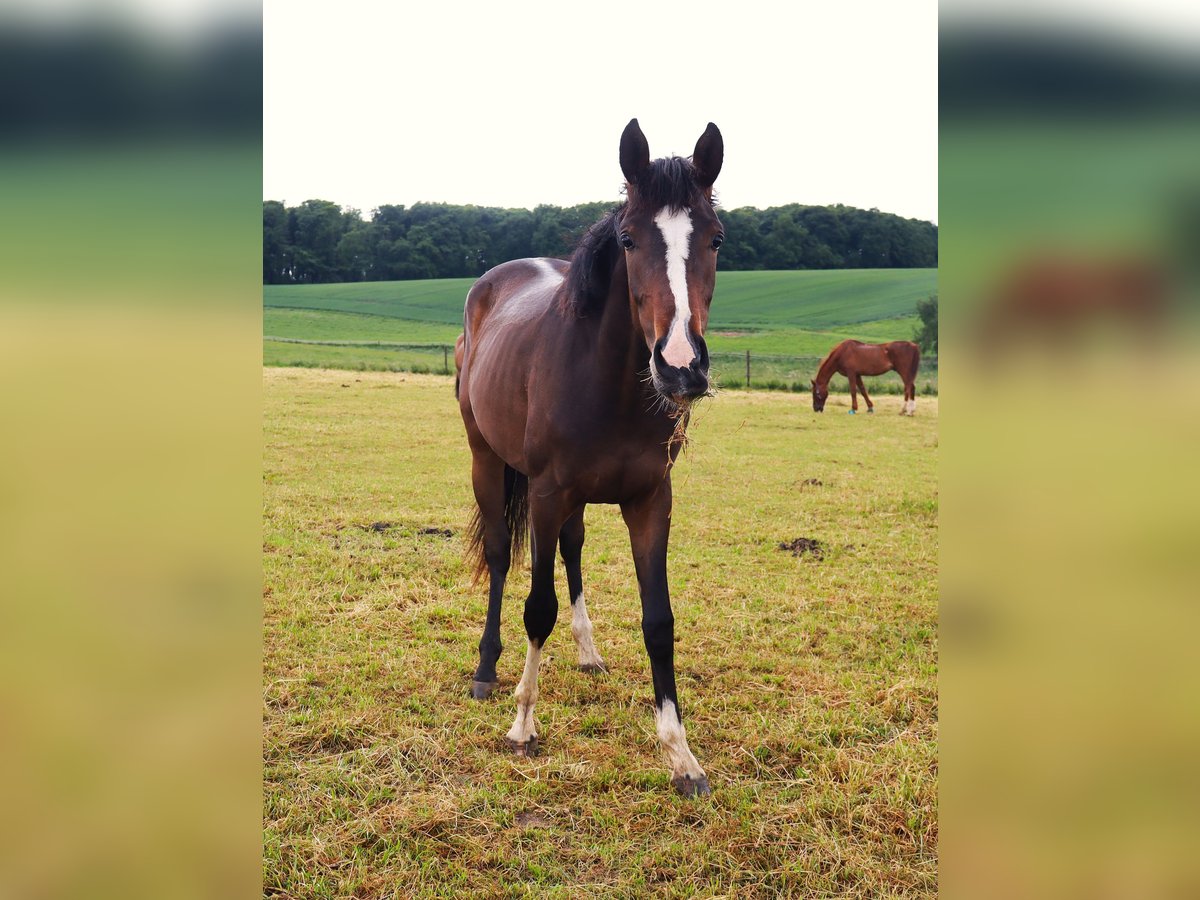 Westphalian Mare 2 years 16,2 hh Brown in Wuppertal