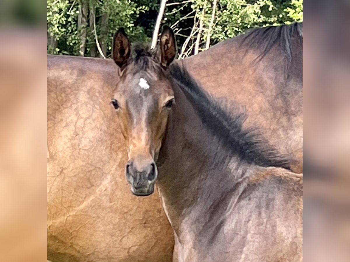 Westphalian Mare 2 years Bay-Dark in Ahaus