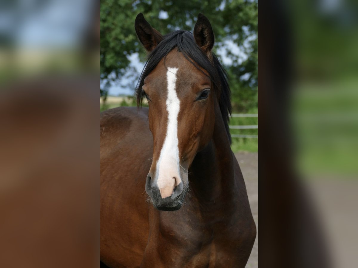 Westphalian Mare 2 years Brown in Raddestorf