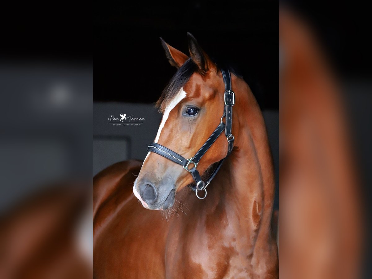 Westphalian Mare 2 years Brown in Neuenkirchen-Vörden