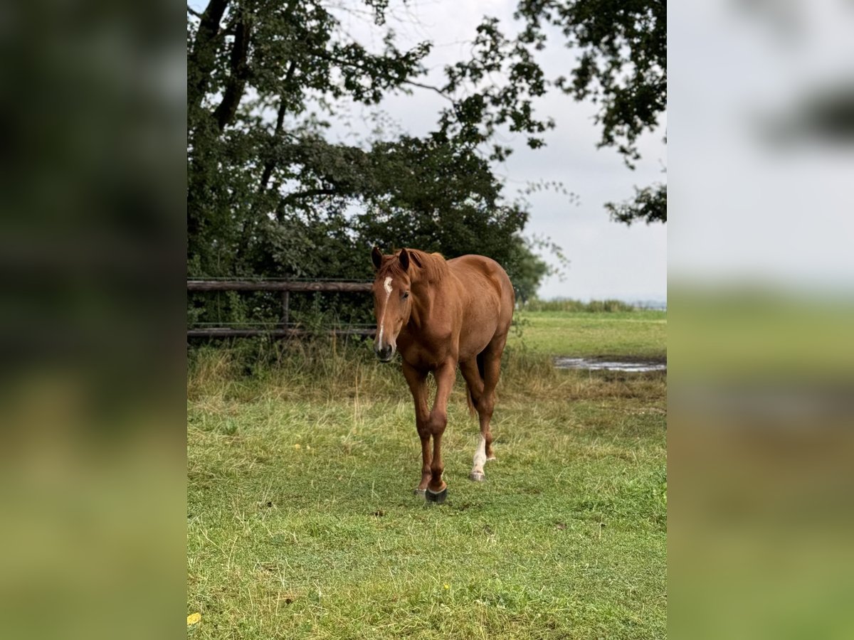 Westphalian Mare 2 years Chestnut-Red in Weilerswist