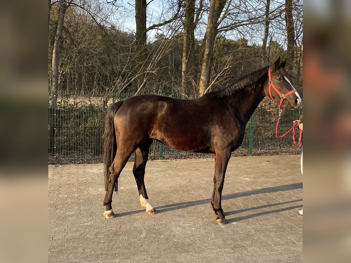 Westphalian Mare 3 years 15,1 hh Black in Verl