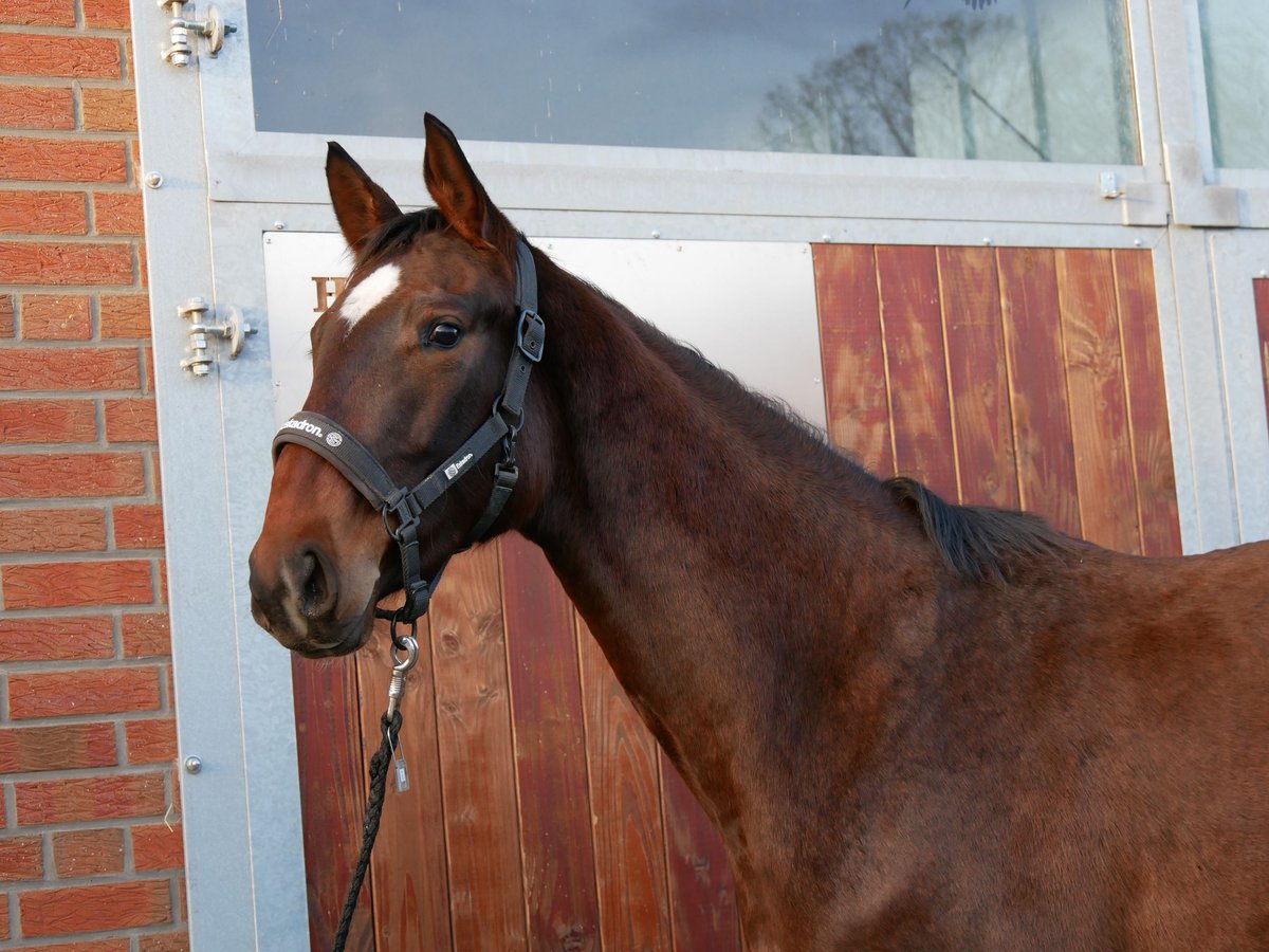 Westphalian Mare 3 years 15,1 hh Brown in Dorsten