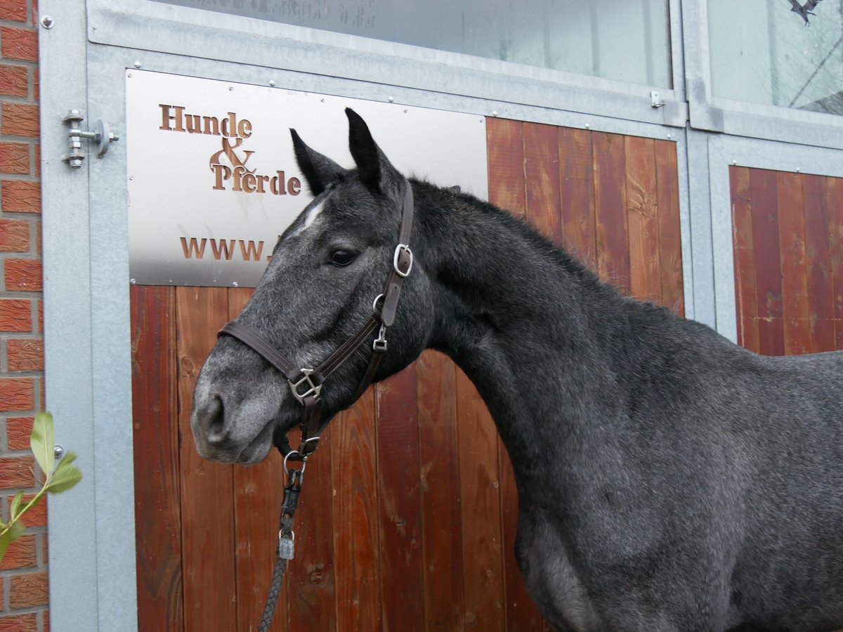 Westphalian Mare 3 years 15,2 hh in Dorsten