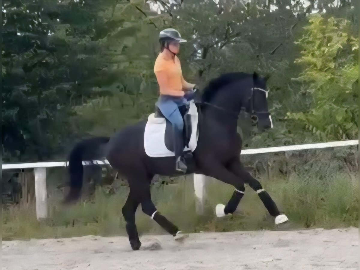 Westphalian Mare 3 years 15,2 hh Black in Ruppichteroth