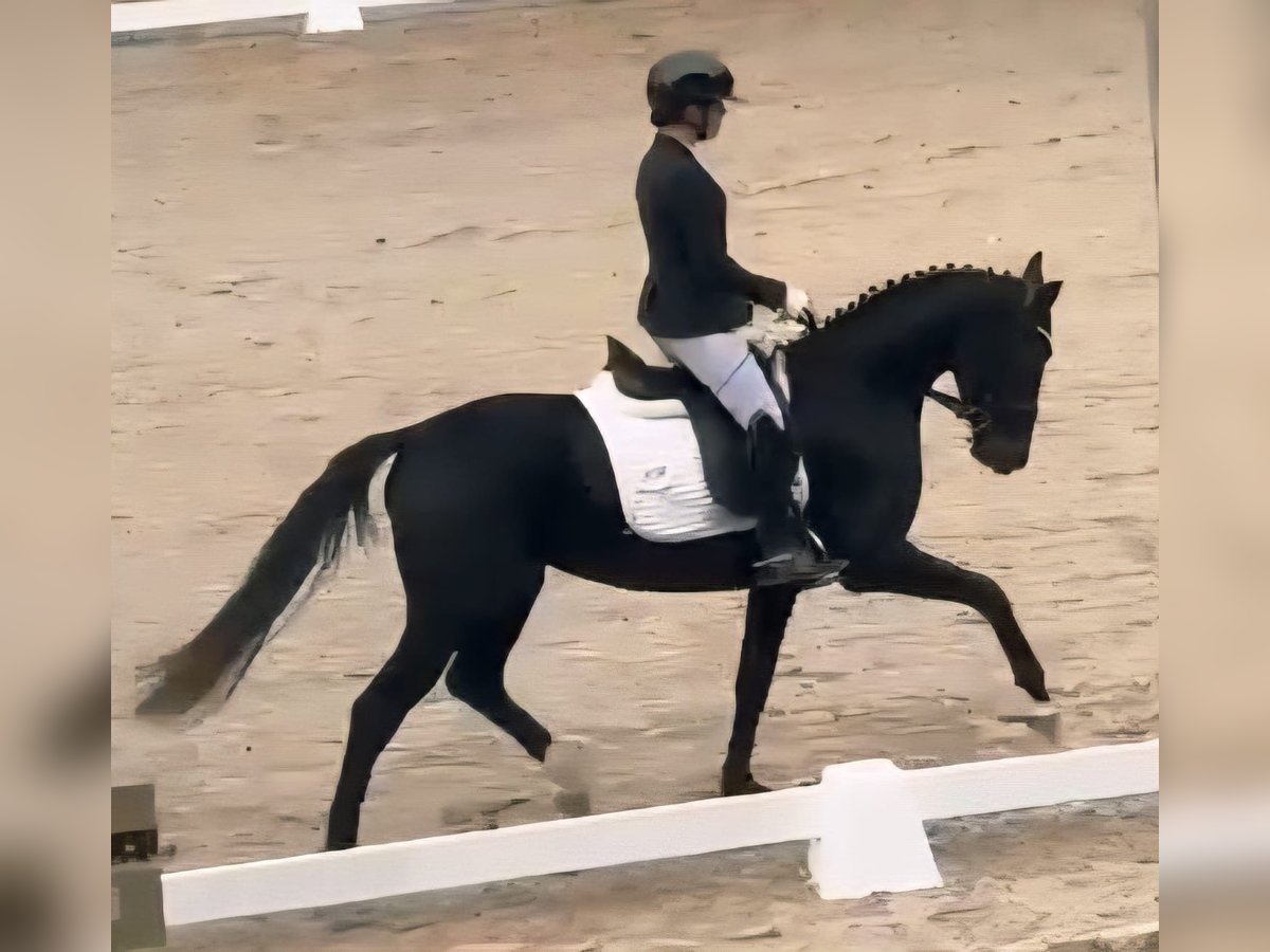 Westphalian Mare 3 years 15,2 hh Black in Ruppichteroth