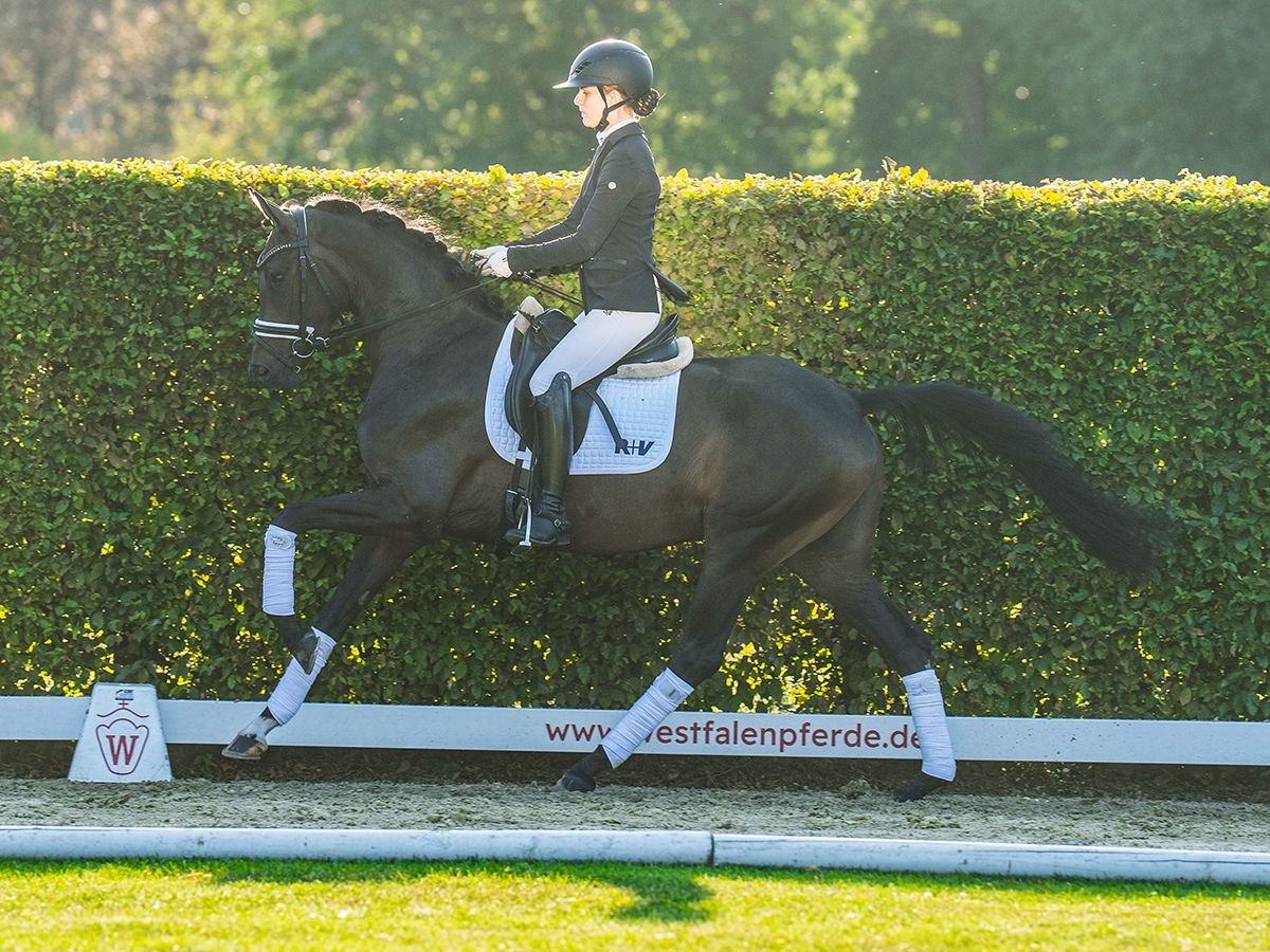 Westphalian Mare 3 years 15,2 hh Brown in M&#xFC;nster-Handorf