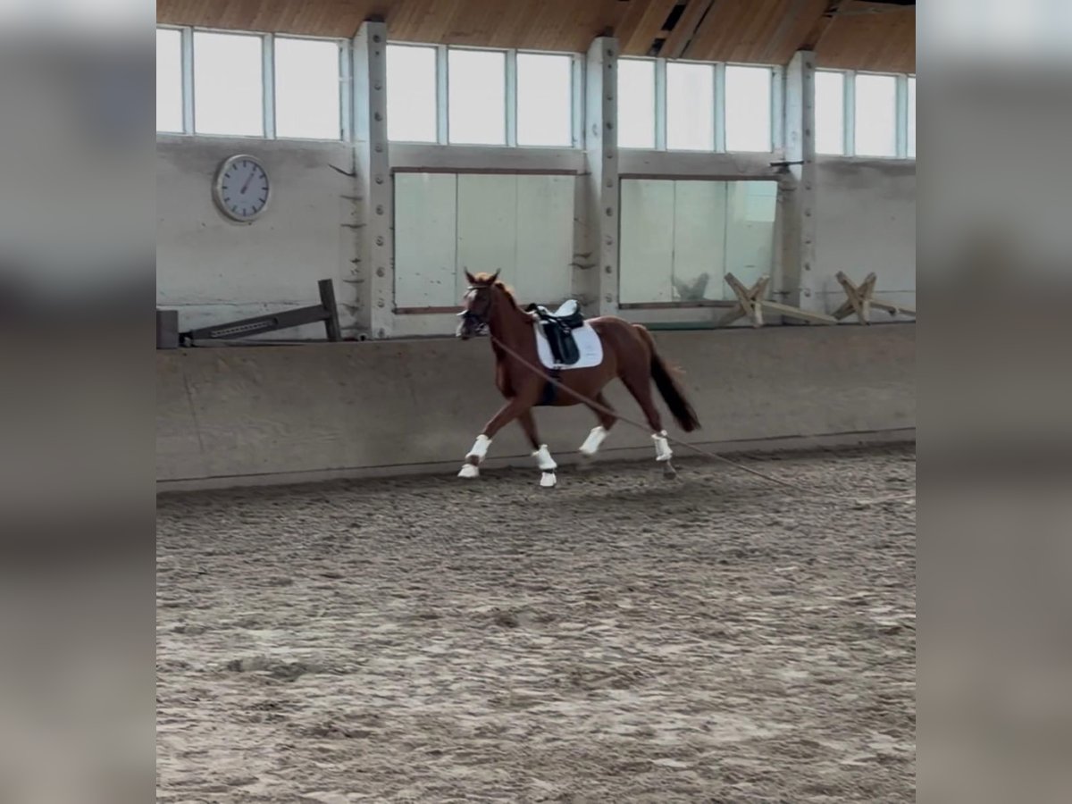 Westphalian Mare 3 years 15,2 hh Chestnut-Red in Schönwalde Westphalian Mare 3 years 15,2 hh Chestnut-Red in Schönwalde