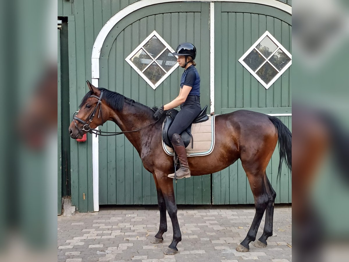 Westphalian Mare 3 years 15,3 hh Brown in Delbr&#xFC;ck