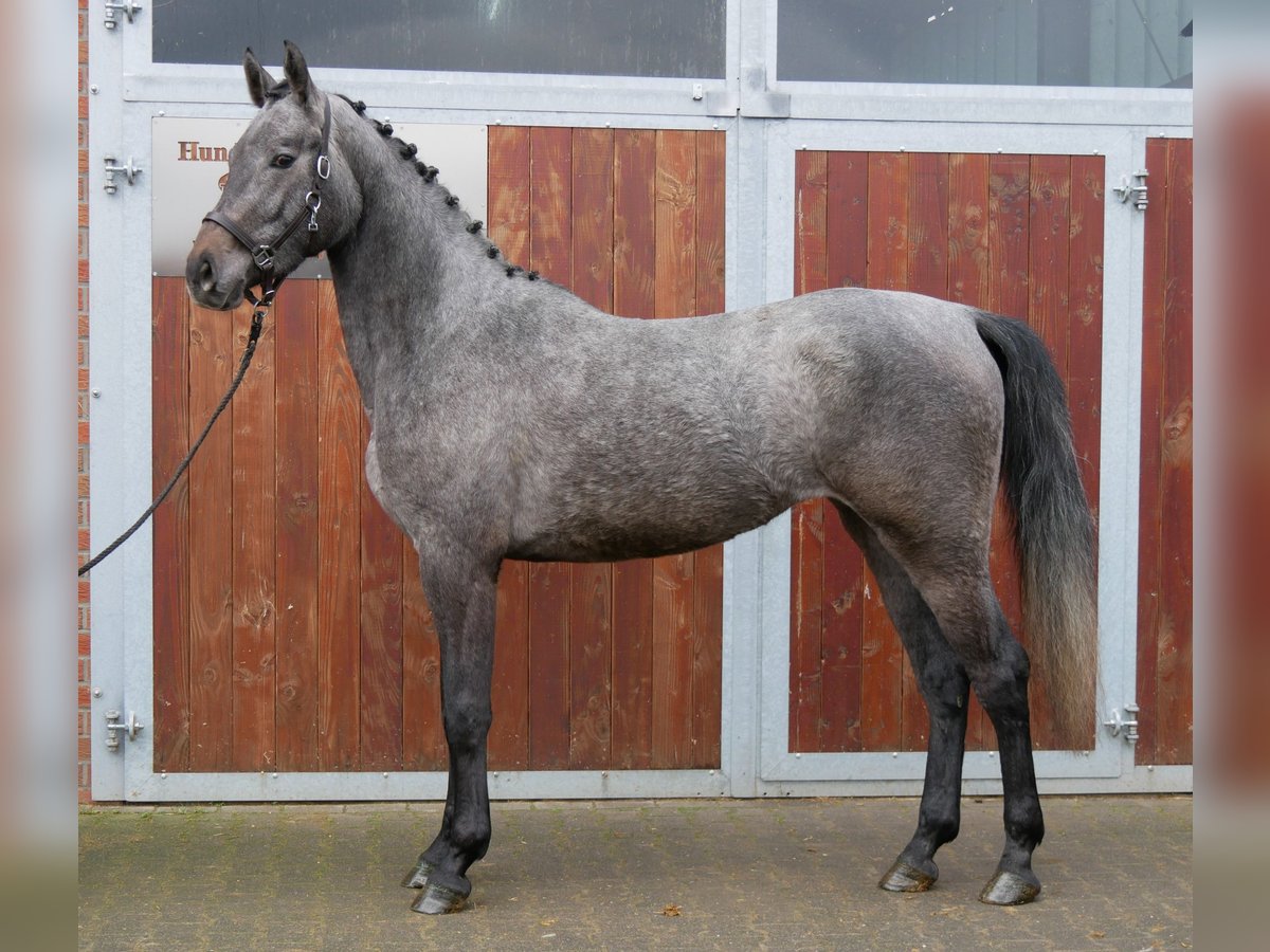 Westphalian Mare 3 years 16,1 hh Gray in Dorsten