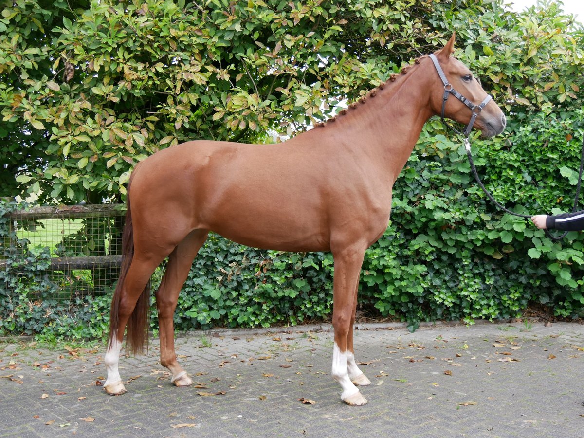 Westphalian Mare 3 years 16,1 hh in Dorsten