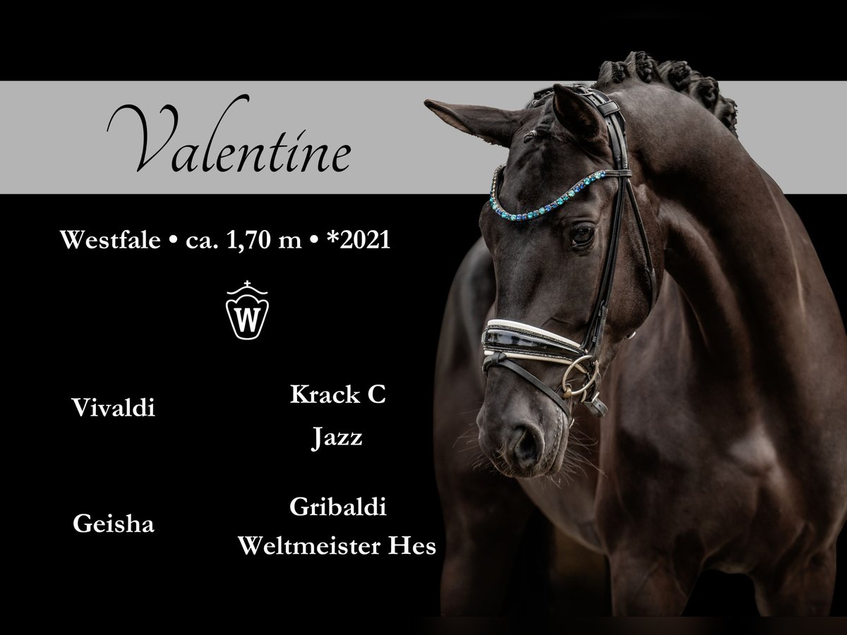 Westphalian Mare 3 years 16,2 hh Black in Wehringen