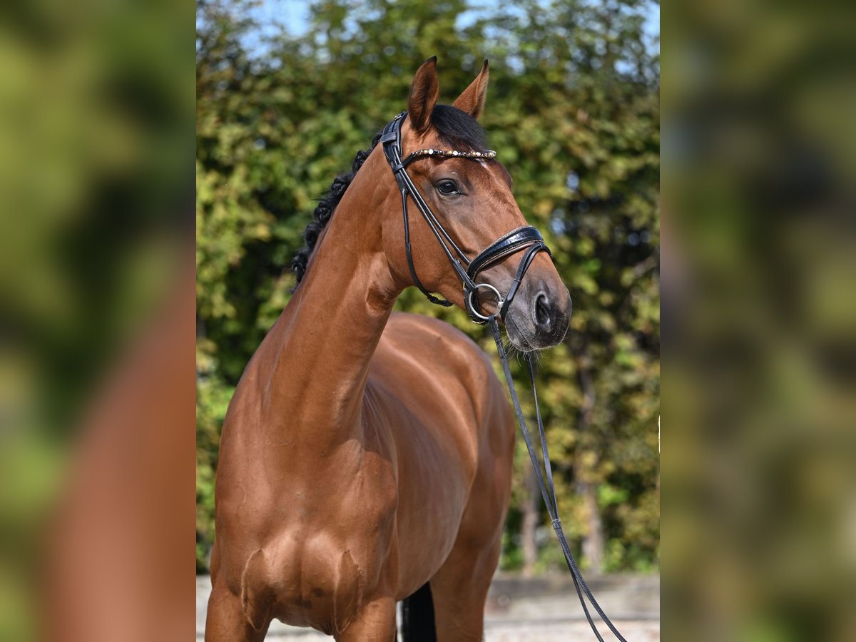 Westphalian Mare 3 years 16,2 hh Brown in Rosenheim