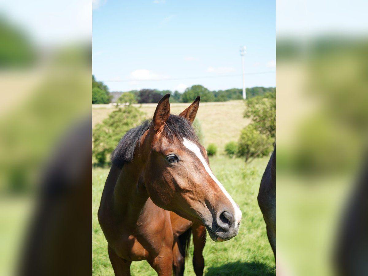 Westphalian Mare 3 years 16,2 hh Brown in Wuppertal