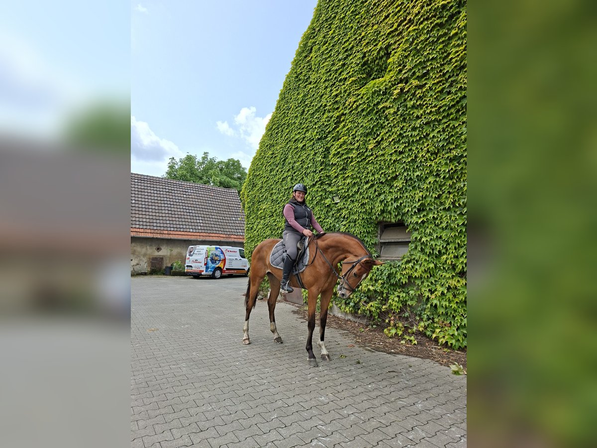 Westphalian Mare 3 years 16,2 hh Brown in Tecklenburg