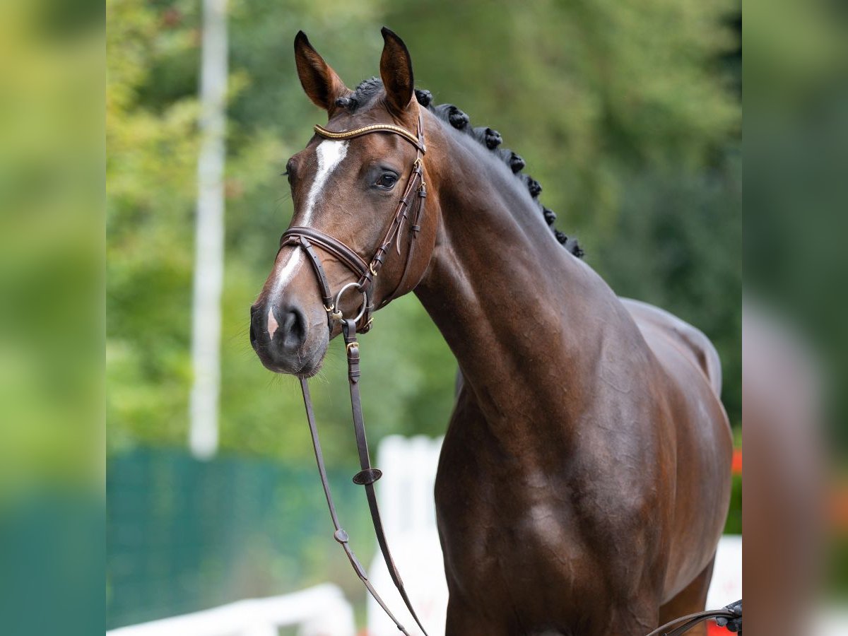 Westphalian Mare 3 years 16,2 hh Brown in Münster-Handorf