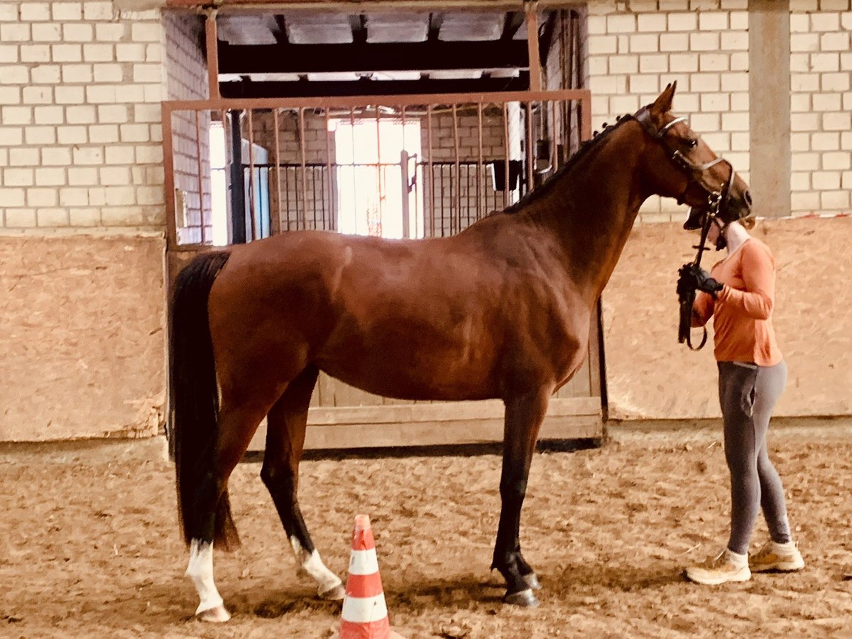 Westphalian Mare 3 years 16 hh Bay-Dark in Hamm