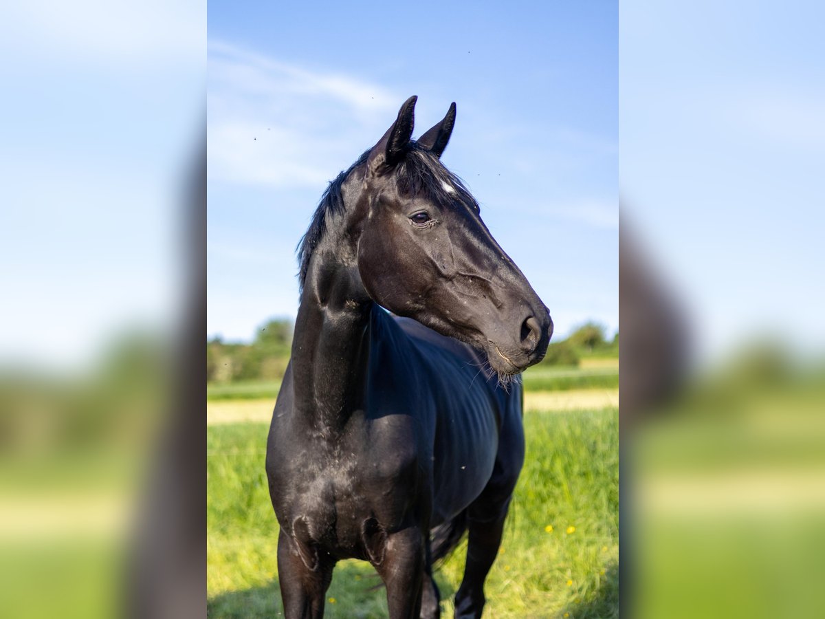 Westphalian Mare 3 years 16 hh Black in Nittel