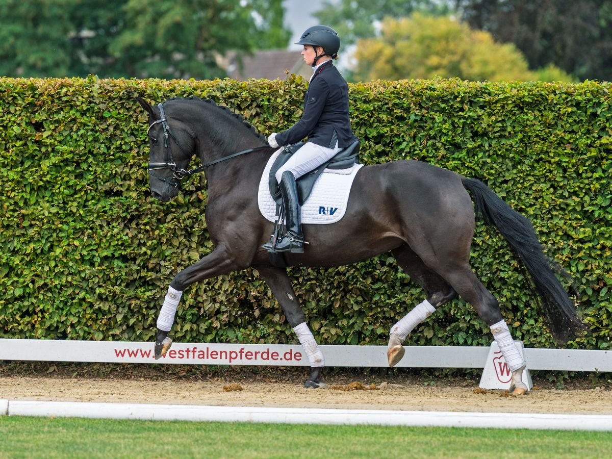Westphalian Mare 3 years 16 hh Black in M&#xFC;nster