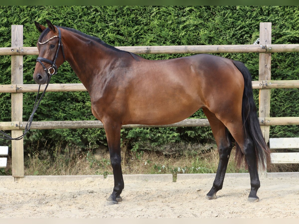 Westphalian Mare 3 years 16 hh Brown in Nottuln